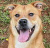 adoptable Dog in carrollton, GA named Blythe