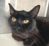 adoptable Cat in carrollton, GA named Dora