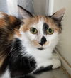 adoptable Cat in carrollton, GA named Edith