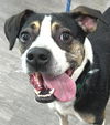 adoptable Dog in carrollton, GA named Amos