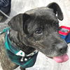 adoptable Dog in carrollton, GA named Seraphina