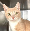 adoptable Cat in carrollton, GA named Kaja