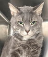 adoptable Cat in carrollton, GA named Kirk