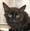 adoptable Cat in carrollton, GA named Kira