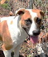 adoptable Dog in carrollton, GA named Storm