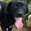 adoptable Dog in carrollton, GA named Tilly