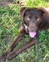 adoptable Dog in carrollton, GA named Iglesias