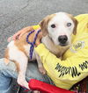 adoptable Dog in carrollton, GA named Bruce Lee