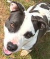 adoptable Dog in carrollton, GA named Leela