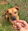 adoptable Dog in carrollton, GA named Idgie