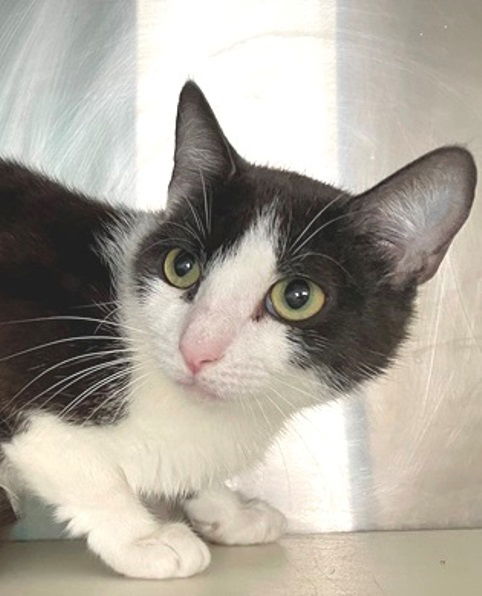 adoptable Cat in Carrollton, GA named Bethany