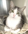 adoptable Cat in carrollton, GA named Nadia