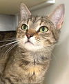 adoptable Cat in carrollton, GA named Adele