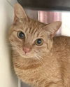 adoptable Cat in  named Carly