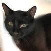 adoptable Cat in , GA named Cheddar