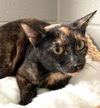 adoptable Cat in carrollton, GA named Bea