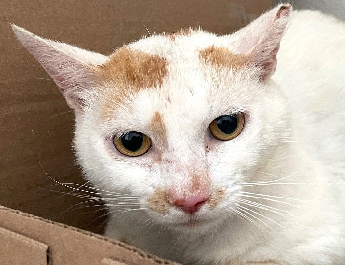 adoptable Cat in Carrollton, GA named Eastyn
