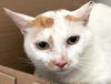 adoptable Cat in carrollton, GA named Eastyn