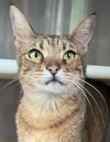 adoptable Cat in carrollton, GA named Mellow