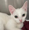 adoptable Cat in carrollton, GA named Muffin