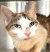 adoptable Cat in  named Dandelion