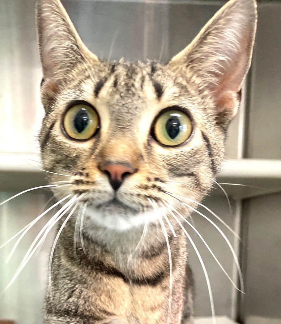 adoptable Cat in Carrollton, GA named Gwen