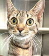adoptable Cat in carrollton, GA named Gwen
