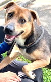 adoptable Dog in carrollton, GA named Bowie
