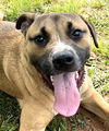 adoptable Dog in carrollton, GA named Voldemort