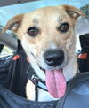 adoptable Dog in  named Daisy