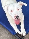 adoptable Dog in carrollton, GA named Morticia