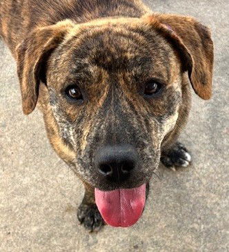 adoptable Dog in Carrollton, GA named Noir