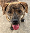 adoptable Dog in carrollton, GA named Noir
