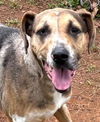 adoptable Dog in  named Corina