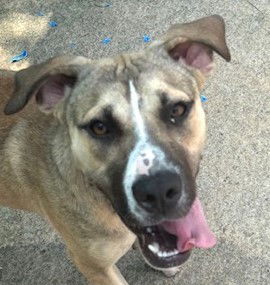 adoptable Dog in Carrollton, GA named Cupid