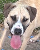 adoptable Dog in Carrollton, GA named Comet