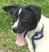 adoptable Dog in carrollton, GA named Toto