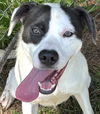 adoptable Dog in carrollton, GA named Tanner