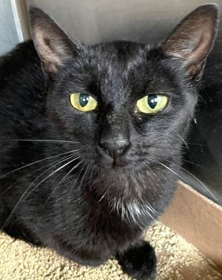 adoptable Cat in Carrollton, GA named El Nina