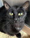 adoptable Cat in carrollton, GA named El Nina