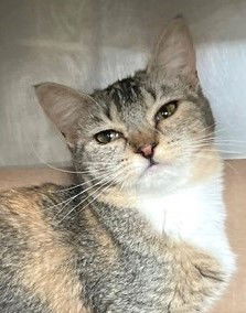 adoptable Cat in Carrollton, GA named Candy