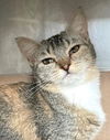 adoptable Cat in Carrollton, GA named Candy