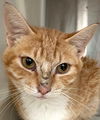 adoptable Cat in carrollton, GA named Elysium