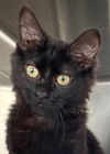 adoptable Cat in carrollton, GA named Antonio