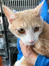 adoptable Cat in carrollton, GA named Victor