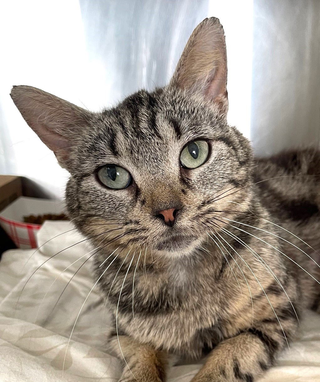 adoptable Cat in Carrollton, GA named Sparkle