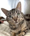 adoptable Cat in carrollton, GA named Sparkle