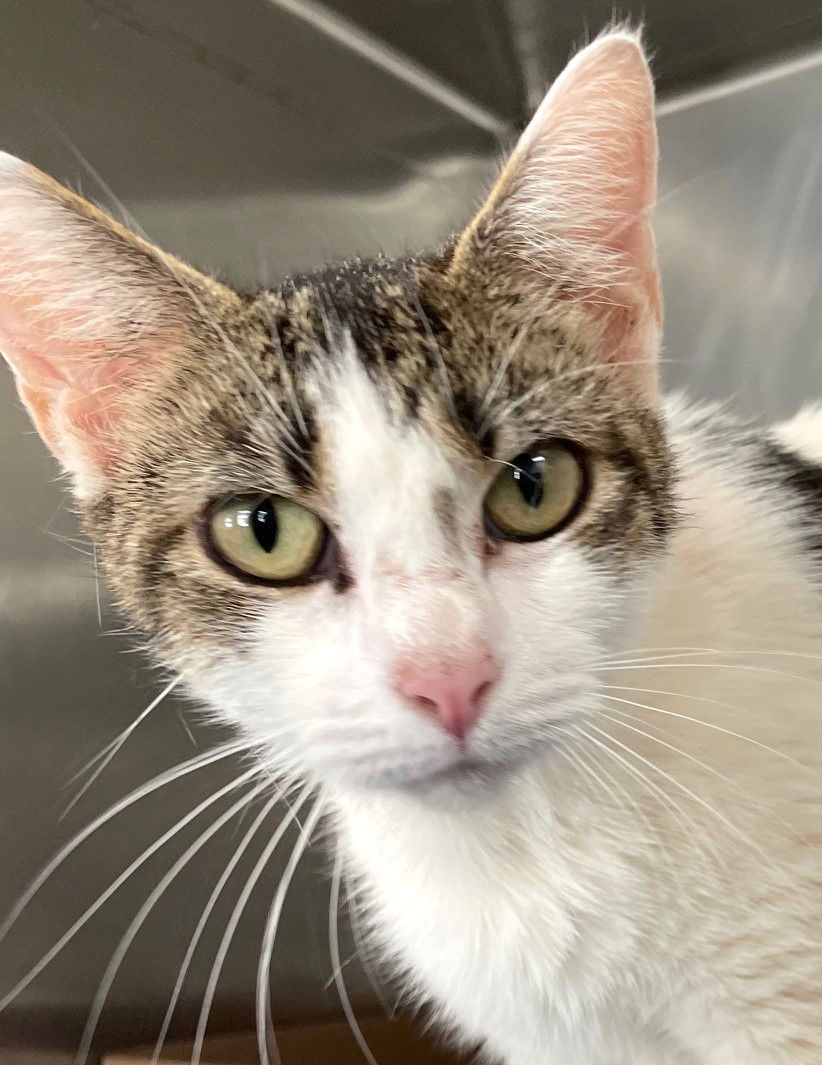 adoptable Cat in Carrollton, GA named Frannie