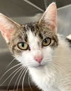 adoptable Cat in carrollton, GA named Frannie