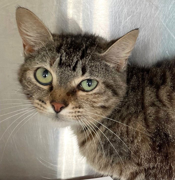 adoptable Cat in Carrollton, GA named Mallymkun